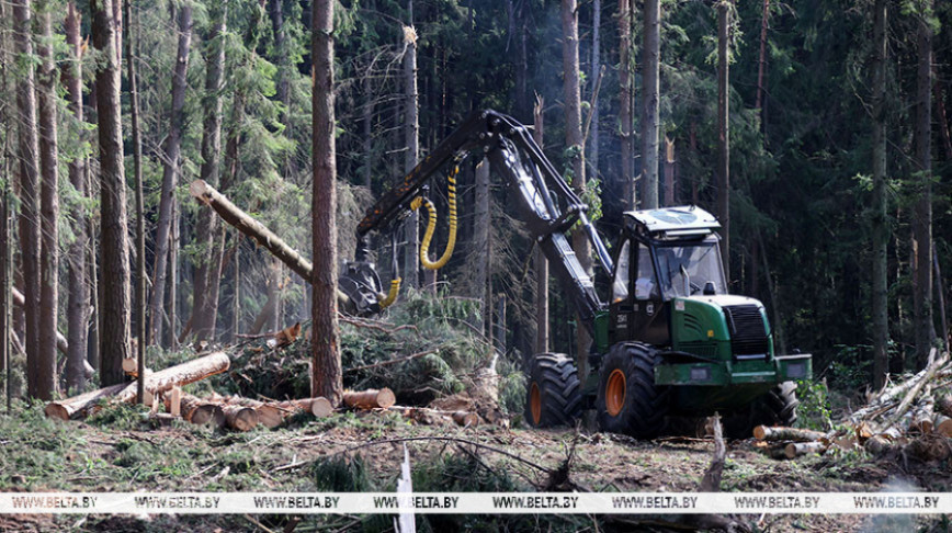 "Что не ураган, то проблема". Лукашенко требует переработать весь бурелом в маржинальный продукт