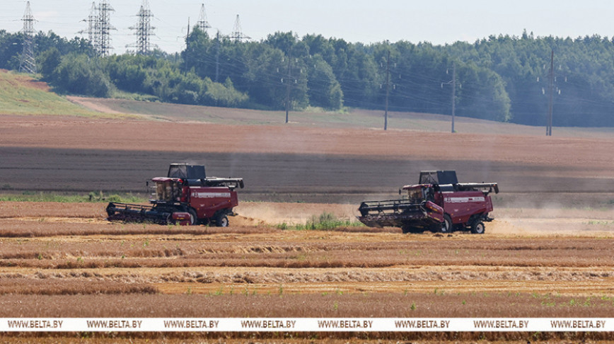 Как отечественные комбайны выдерживают уборку в сложных погодных условиях? Ситуацию оценил Лукашенко

