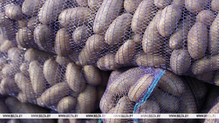 Лукашенко: надо вырастить столько картофеля, чтобы хватило и нам, и России
